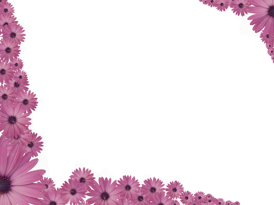 Pink Flowers Sprinkled at corners of Rectangular Powerpoint Transparent